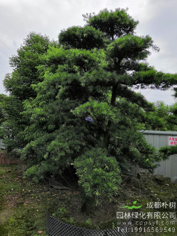 罗汉松树叶枯死是什么病？